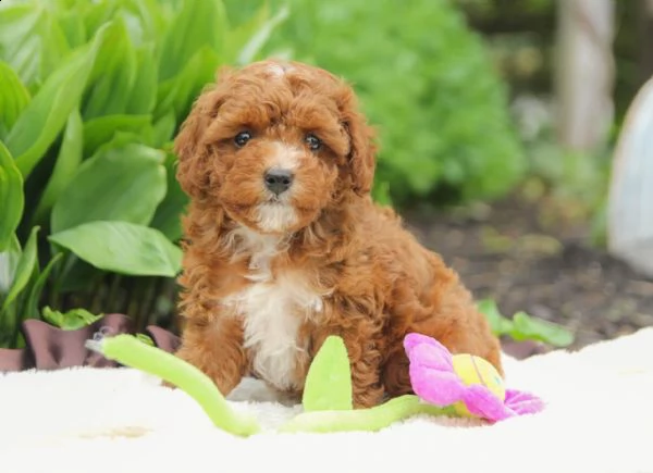 cerco cucciolo cerchiamo barboncino toy o nano femmina color rosso o albicocca | Foto 0