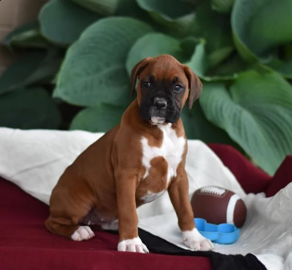 vendita cucciolo boxer cuccioli con pedigree