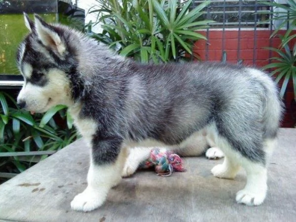 regalo cuccioli di husky siberiano  maschi e femmina  