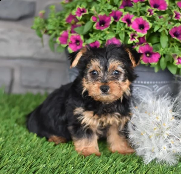 vendita cucciolo cuccioli di yorkshire mini toy fantastici e piccoli | Foto 0