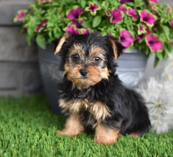 vendita cucciolo cuccioli di yorkshire mini toy fantastici e piccoli