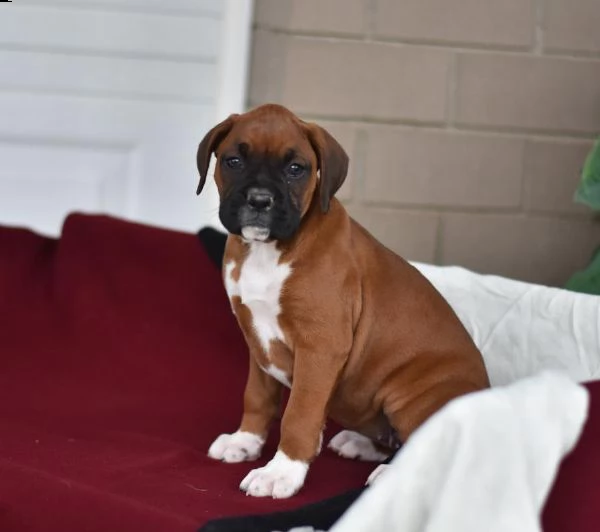 vendita cucciolo boxer cuccioli con pedigree