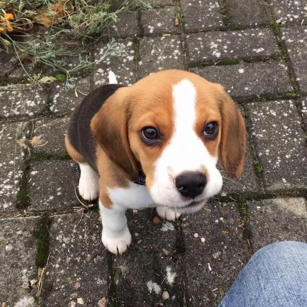  regalo beagle | Foto 0
