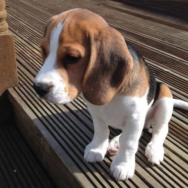  regalo beagle