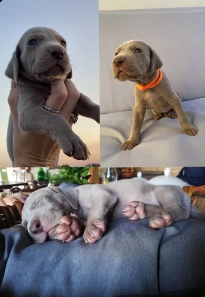 cuccioli di weimaraner 