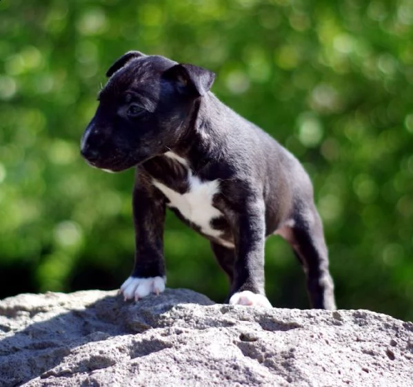 fantastici cuccioli bull terrier varie colorazioni | Foto 2