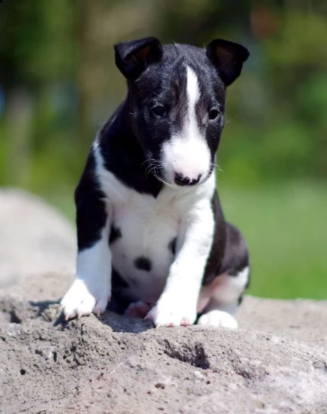 fantastici cuccioli bull terrier varie colorazioni | Foto 1
