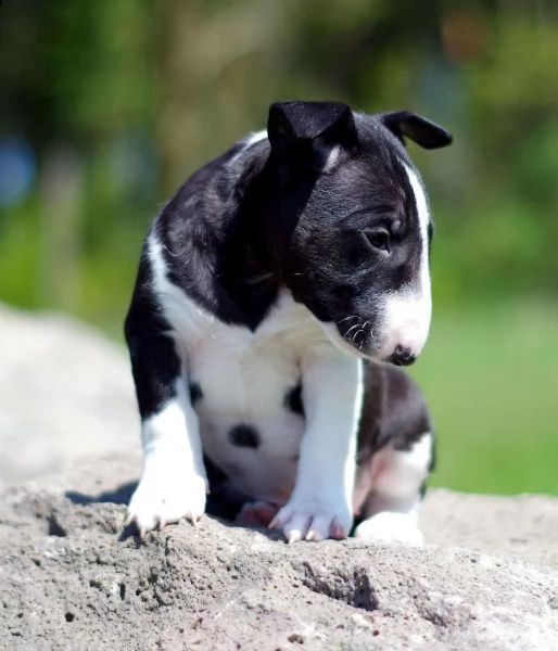 fantastici cuccioli bull terrier varie colorazioni | Foto 0