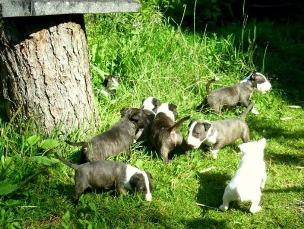 fantastici cuccioli bull terrier varie colorazioni