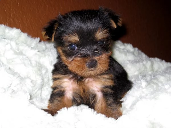 il miele  un temperamento incredibile cucciolo femminile yorkie  