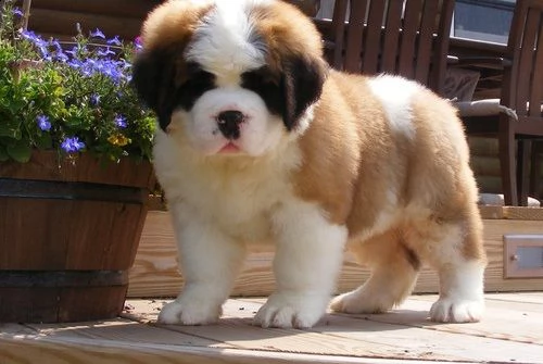  regalo adorabili cuccioli san bernardo