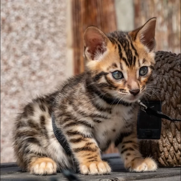 offro in regalo bengala cuccioli con pedigree  cuccioli di bengala siamo urgentemente alla ricerca 