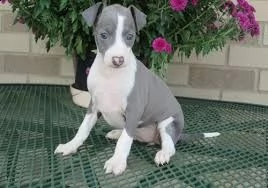 offro in regalo levriero italiano cuccioli con pedigree  cuccioli di levriero italiano siamo urgent