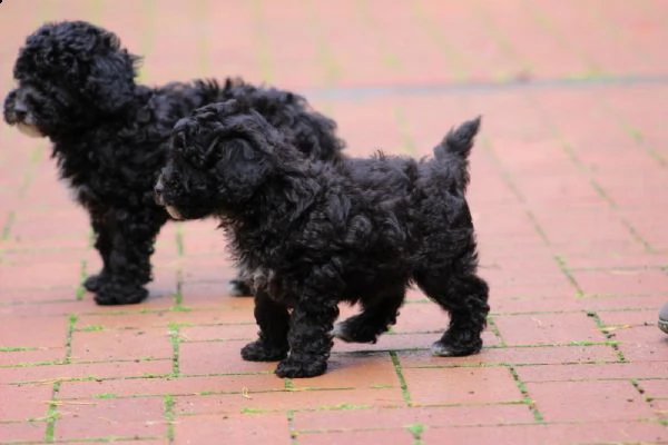 barboncino toy cuccioli