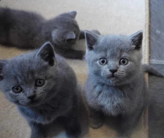 british shorthair cuccioli blu