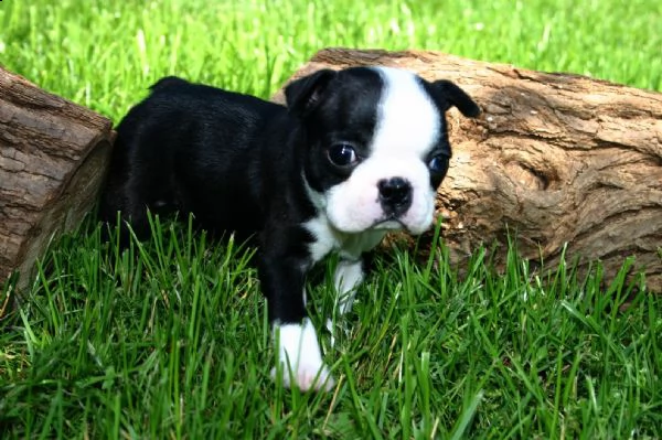 Cuccioli di cane Boston Terrier in vendita - annuncio N. 103816