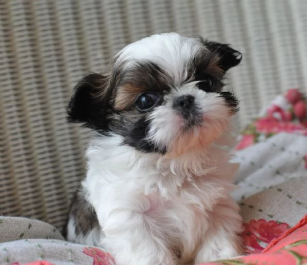     regalo shihtzu  toy | Foto 0