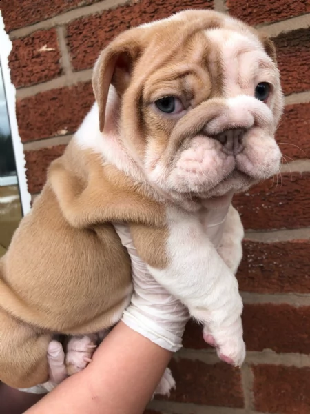 bulldog inglese maschio e femmina