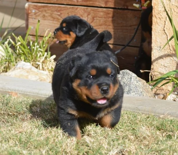 offro in regalo rotweiller cuccioli con pedigree  cuccioli di rotweiller siamo urgentemente alla ri