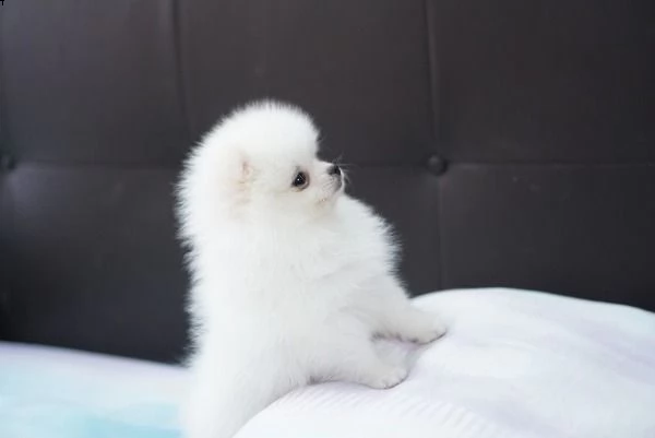  bellissimi cuccioli di spitz nano di pomerania