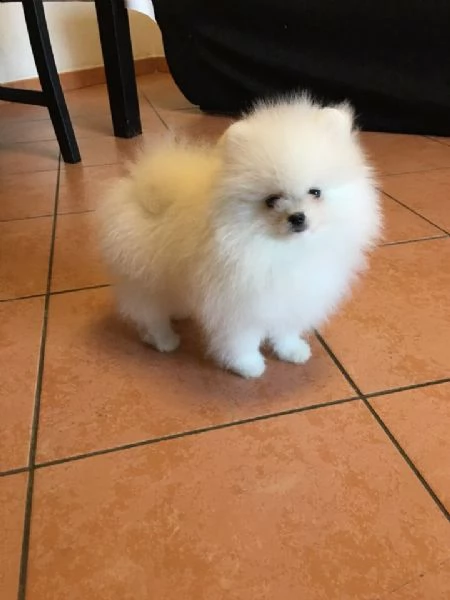  spitz tedesco nano  volpino di pomerania 