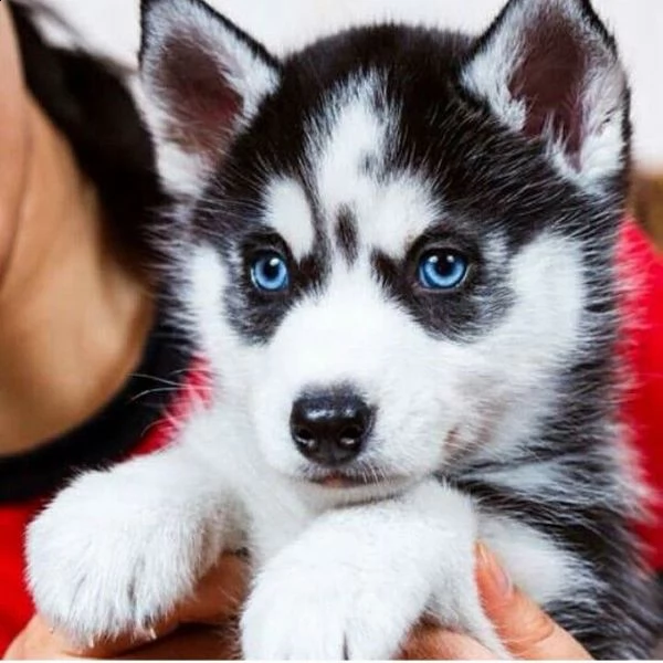 offro in regalo husky cuccioli con pedigree  cuccioli di  husky siamo urgentemente alla ricerca di 