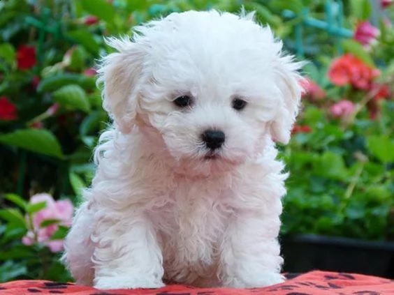 offro in regalo bolognese cuccioli con pedigree  cuccioli di  bolognese siamo urgentemente alla ric