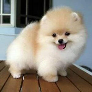 pomerania toy vivaci e teneri di 70 giorni maschi e femmine 