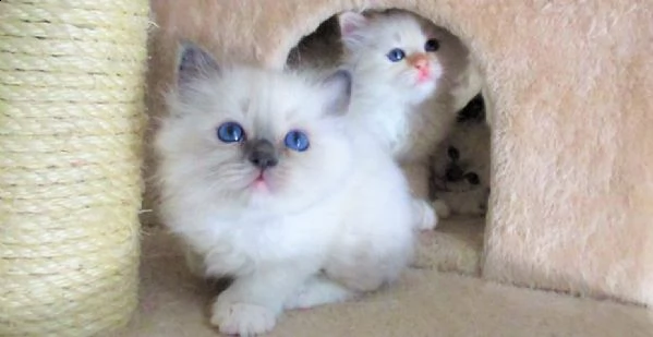 offro in regalo sacro birmani gattini con pedigree  cuccioli di  sacro birmani siamo urgentemente a