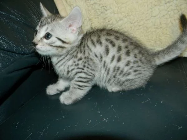 cuccioli  egyptian mau adorabili cuccioli e carino maschi e femmine i nostri cuccioli sono 3 mesi d