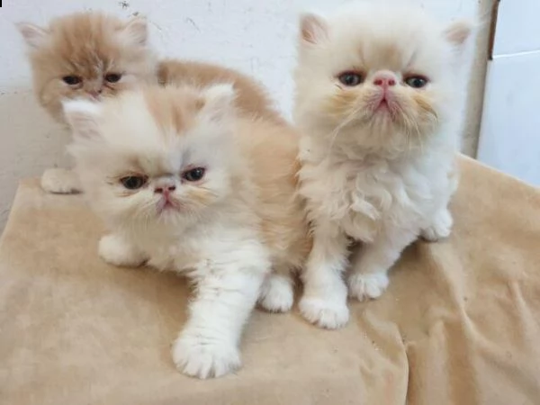 offro in regalo persiani gattini con pedigree  cuccioli di  persiani siamo urgentemente alla ricerc