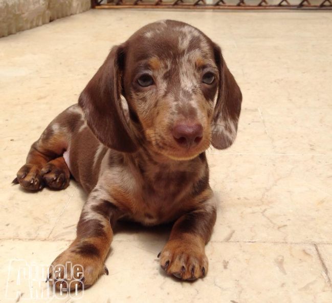 Vendita cucciolo Bassotto da Privato a Palermo bassotto