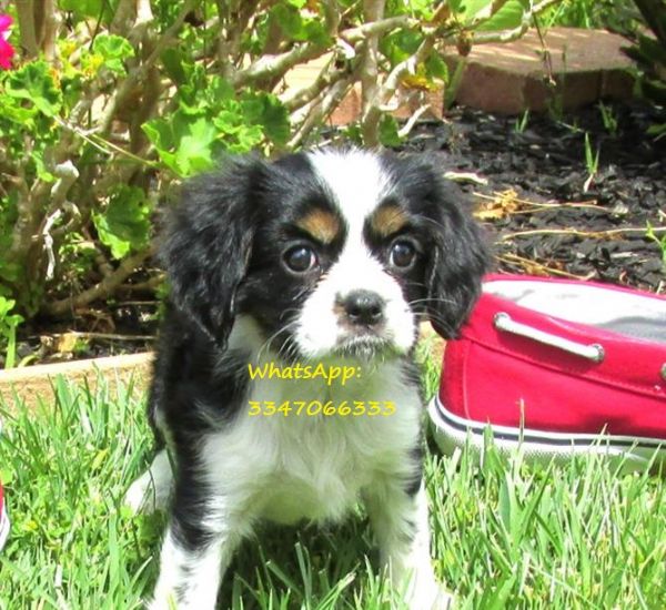 DALANE San Valentino Regali Acrilico Cavalier King Charles Spaniel Cane Orecchini Penzoloni Goccia Cucciolo Animali Domestici Gioielli per Donna Ragazze Bambini Cani Amanti Ciondoli (Marrone