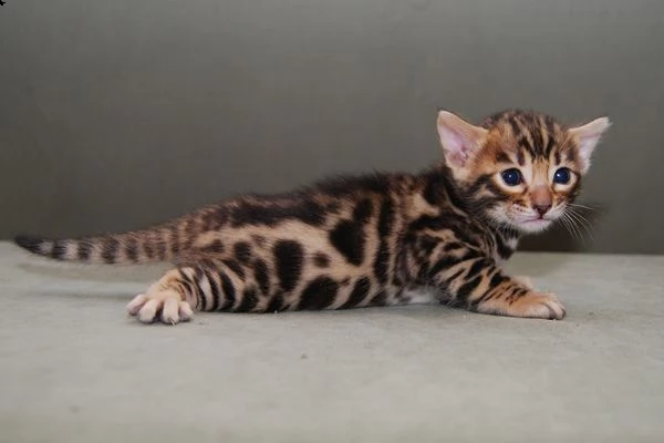 i cuccioli gattini bengala allevati abbiamo 1 maschio e 1 femmina sinistra vi preghiamo di contatt