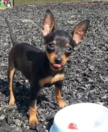 cuccioli di pinscher disponibile per ladozione statura molto piccola i cuccioli hanno circa 2 mes