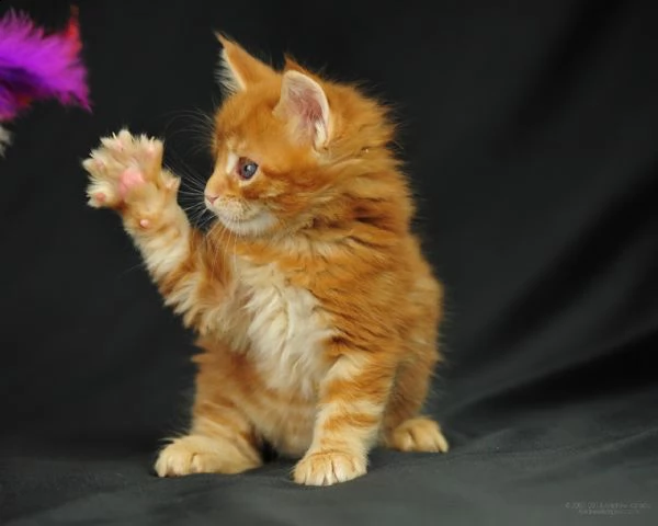 regalo maine coon cuccioli disponibile per ladozione adorabili cuccioli di maine coon  femminucce e
