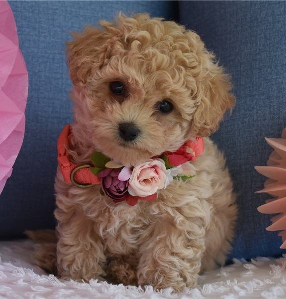 Regalo Barboncino da Privato a Roma bellissimo cucciolo di barboncino toy