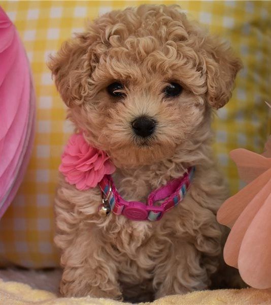 Regalo Barboncino da Privato a Roma bellissimo cucciolo di barboncino toy