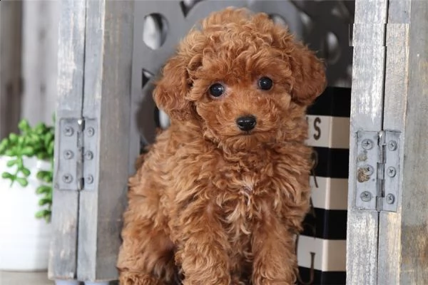 bellissima cucciola di barboncini nano toy | Foto 3