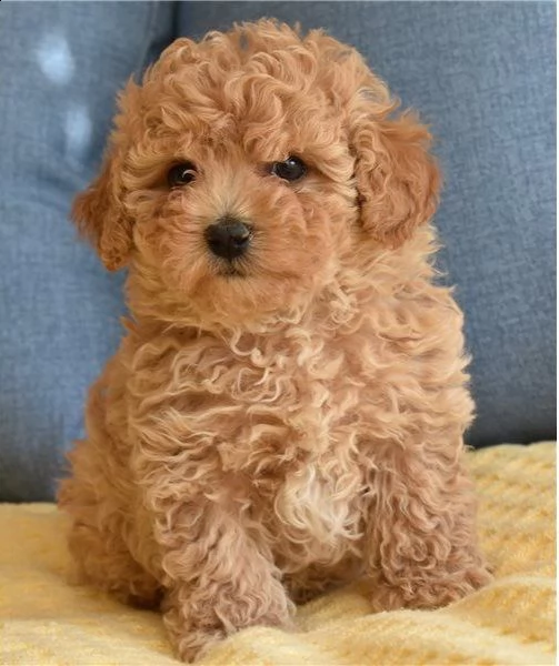 bellissima cucciola di barboncini nano toy | Foto 2