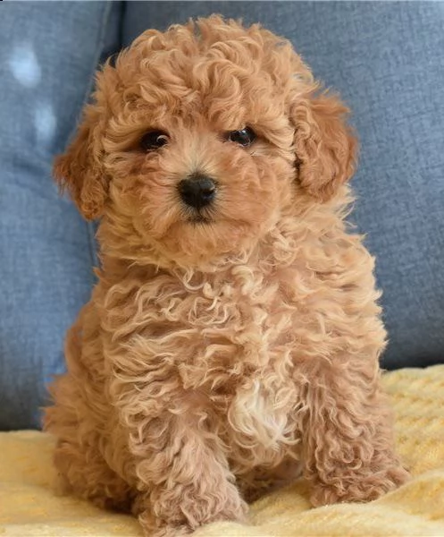 bellissima cucciola di barboncini nano toy | Foto 1