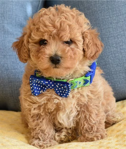 bellissima cucciola di barboncini nano toy | Foto 0