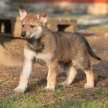 cuccioli di cane lupo cecoslovacco