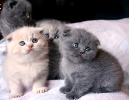 offro in regalo british shorthair gattini con pedigree  cuccioli di  british shorthair siamo urgent