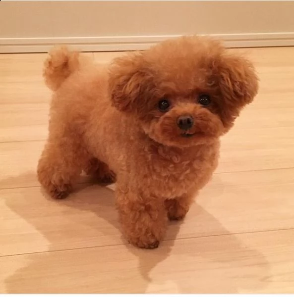 offro in adozione cucciolo regalo nano barboncino cuccioli disponibile per ladozione adorabili cucc