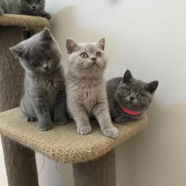 offro in regalo british shorthair gattini con pedigree  cuccioli di  british shorthair siamo urgent
