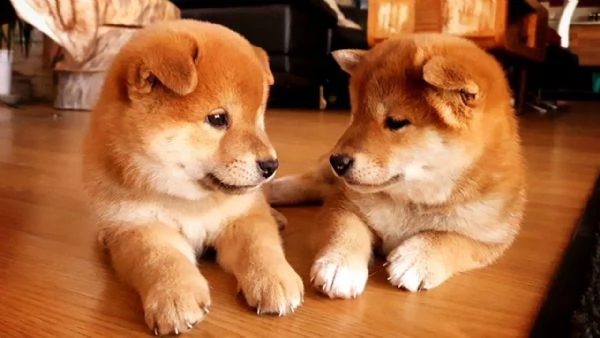 offro in regalo shiba inu cuccioli con pedigree  cuccioli di  shiba inu siamo urgentemente alla ric