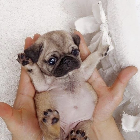 cuccioli di carlino disponibile per ladozione statura molto piccola i cuccioli hanno circa 2 mesi