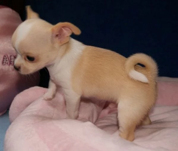 cuccioli di chihuahua gratuito abbiamo cuccioli di chihuahua disponibile versione maschile e femmi