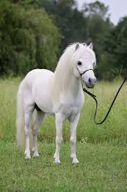 regalo cavallo shetland pony